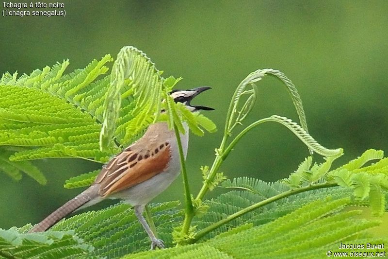 Tchagra à tête noire, Black-crowned Tchagra, Tchagra senegalus, mâle adulte chantant, Réserve de Popenguine, Sénégal